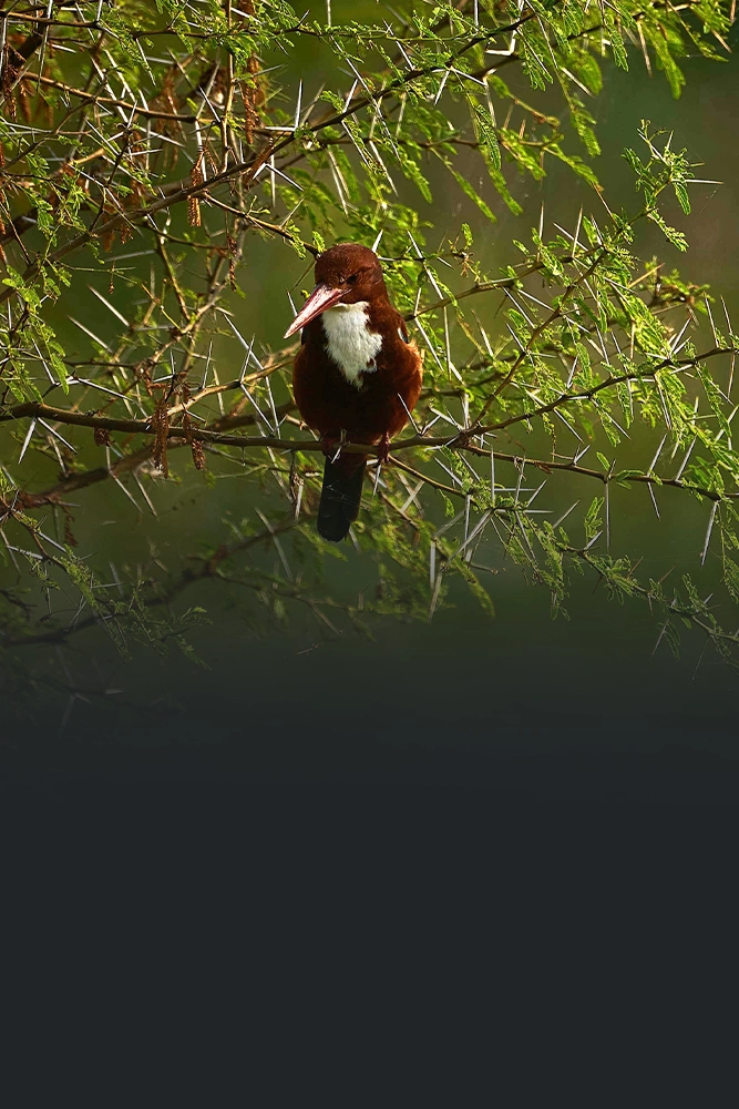 offer-image