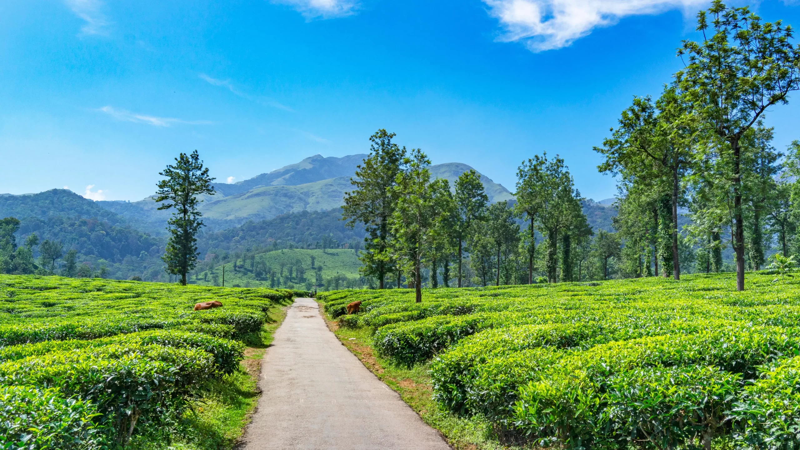 Best Season to Visit in Coorg Madikeri