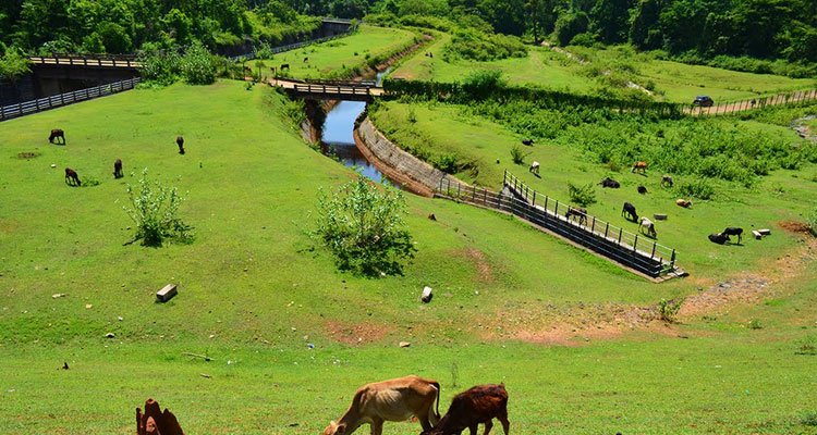 Best Family-Friendly Resorts in Coorg