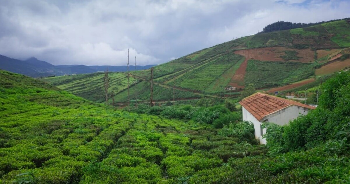 Why Coorg is the Perfect Destination for Nature Lovers