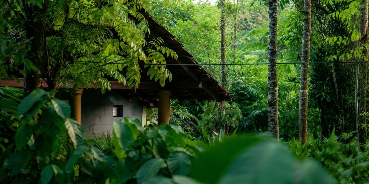 Hut hidden in lush jungle