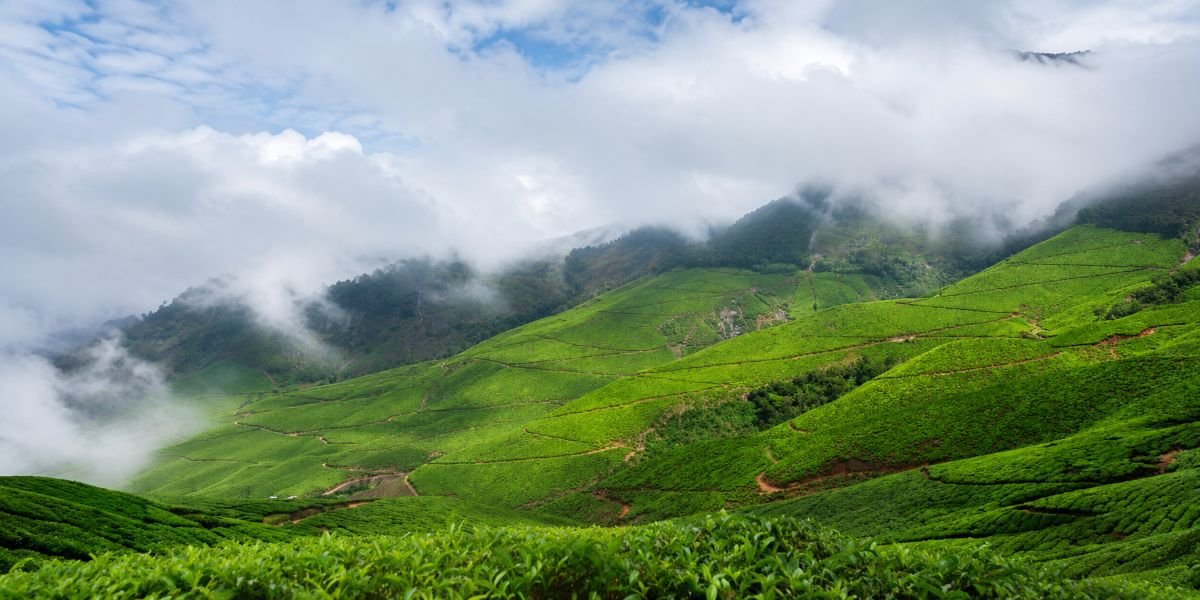 Misty tea plantation in the hills