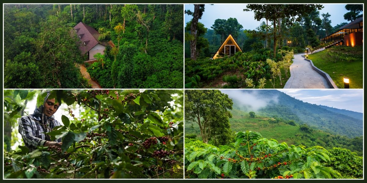 coffee plantation in coorg