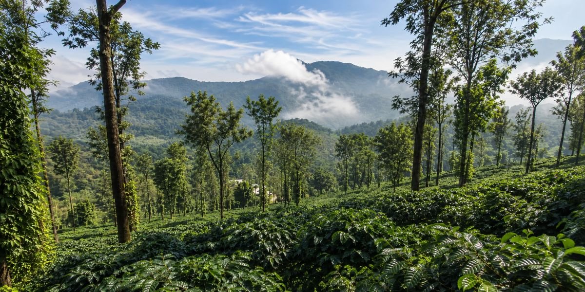 Coffee Plantation Resort in Coorg: What Should You Check Before Booking