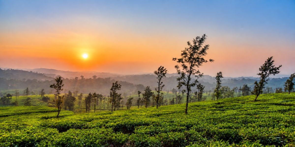 Coffee Plantations in Coorg in October: What Changes After the Monsoon