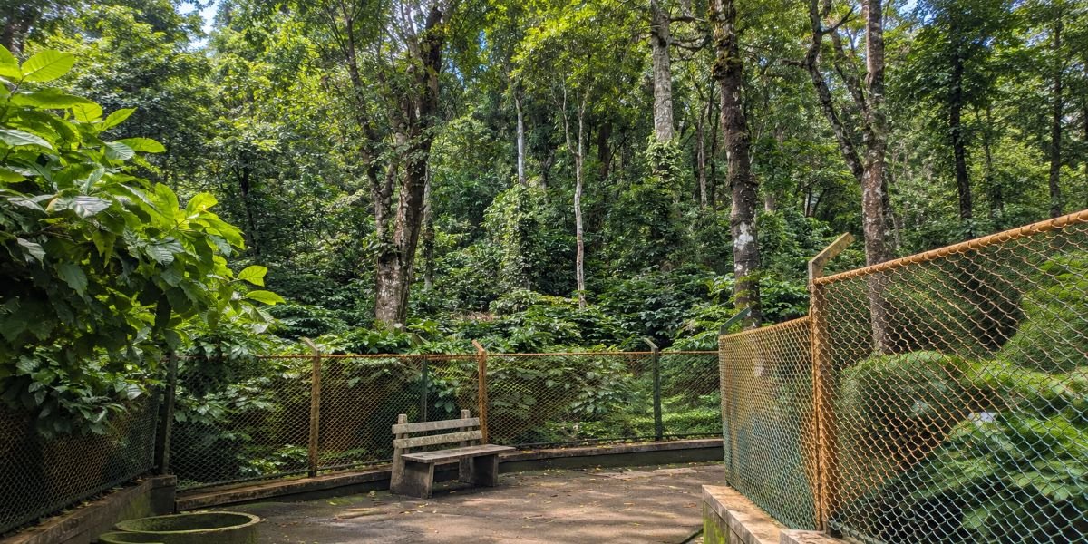What Makes a Good Monsoon Resort Stay in Coorg