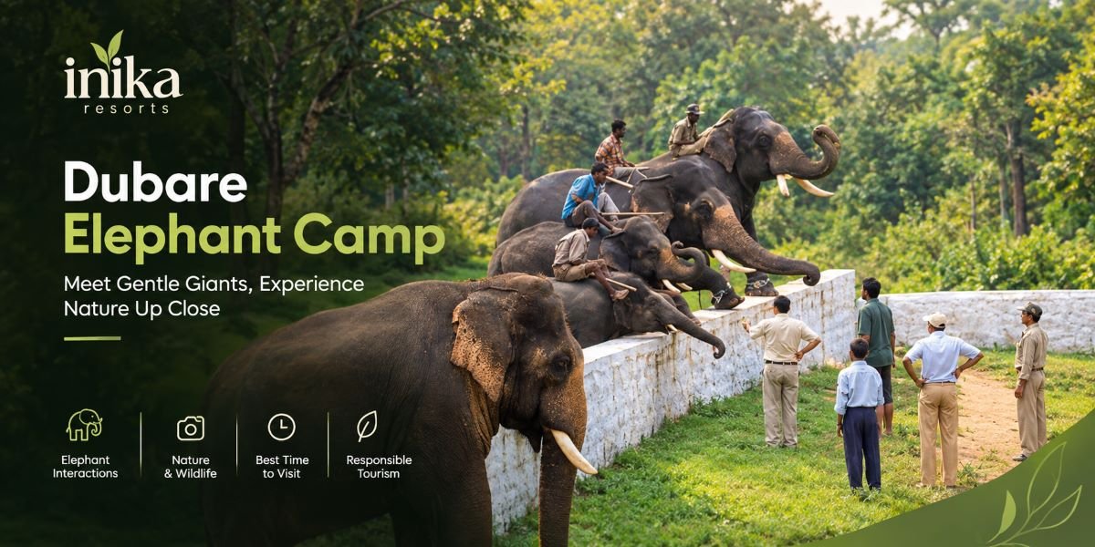 Dubare Elephant Camp: Visitor Guide, Timing, Activities and Responsible Wildlife Tourism